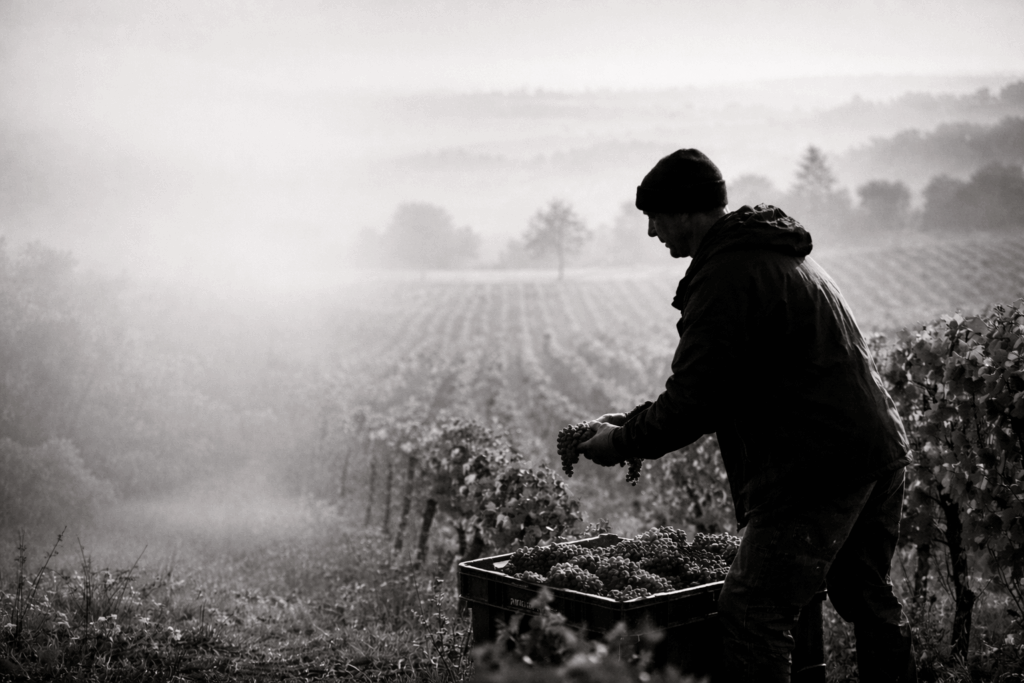 homme vignes photos home 1